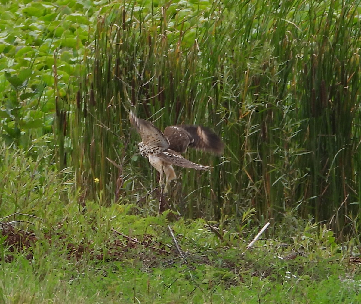 Red-shouldered Hawk - ML641074994
