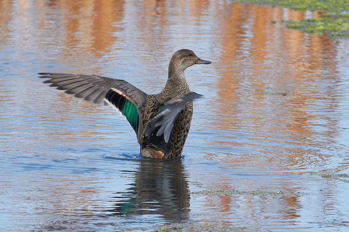 Green-winged Teal - ML641074998