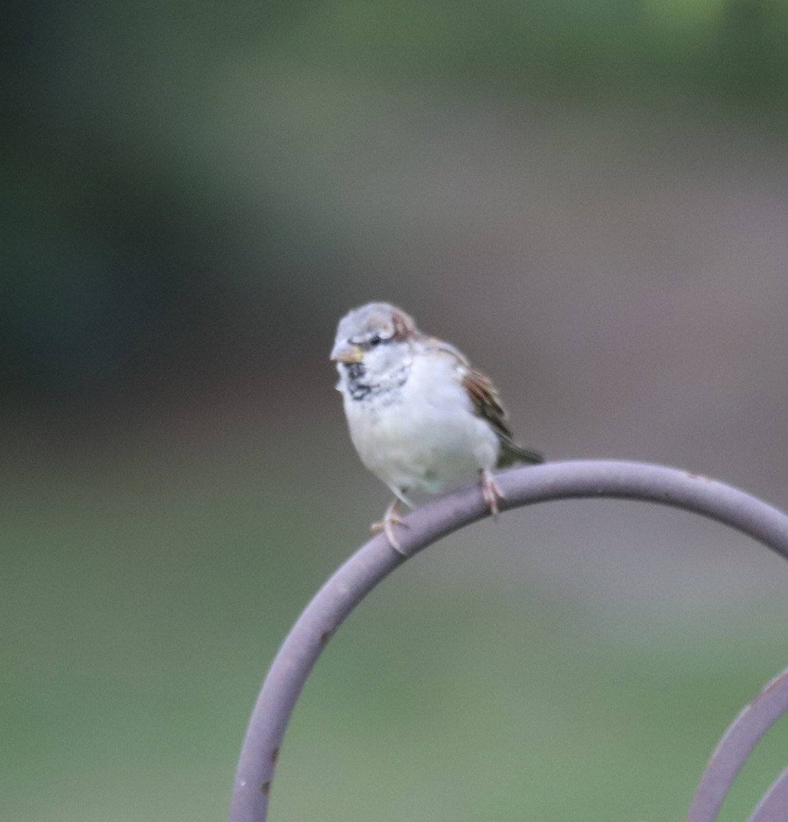 House Sparrow - ML641075003