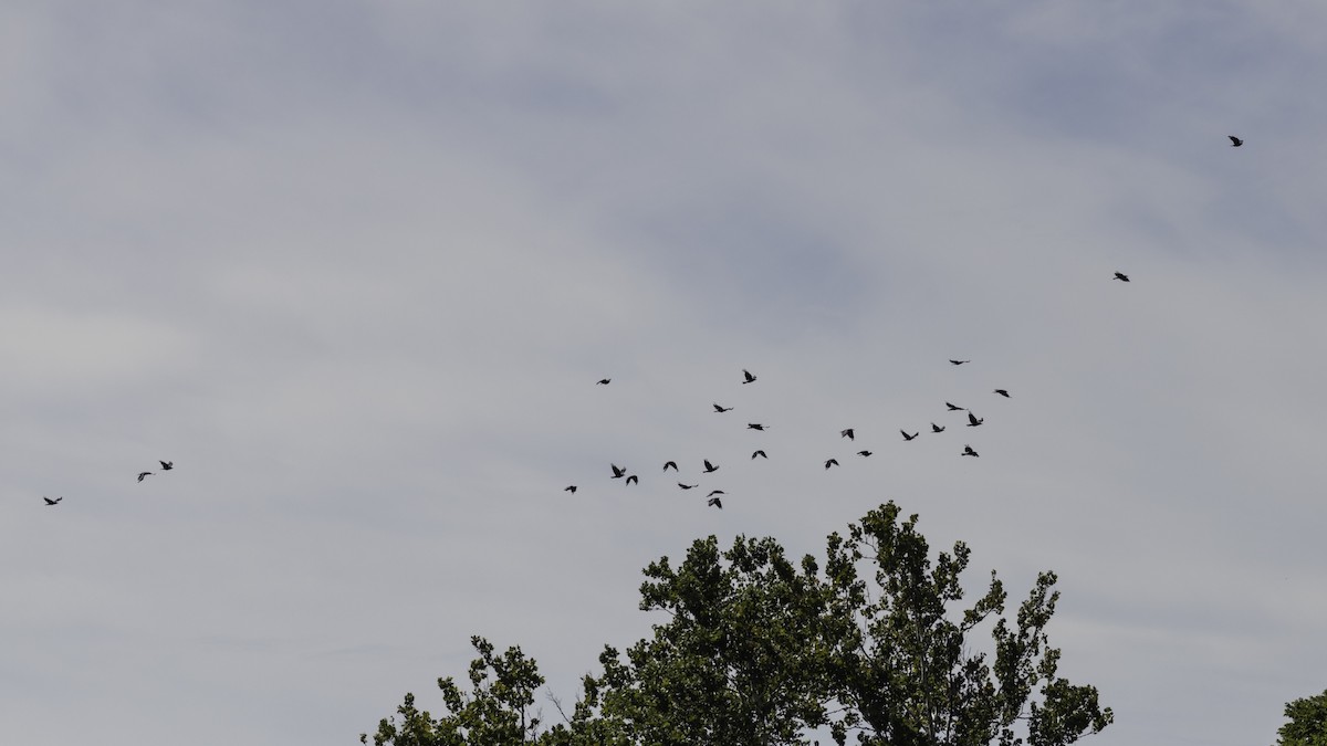 Fish Crow - ML641075068