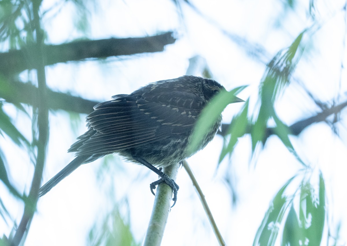 Red-winged Blackbird - ML641075087