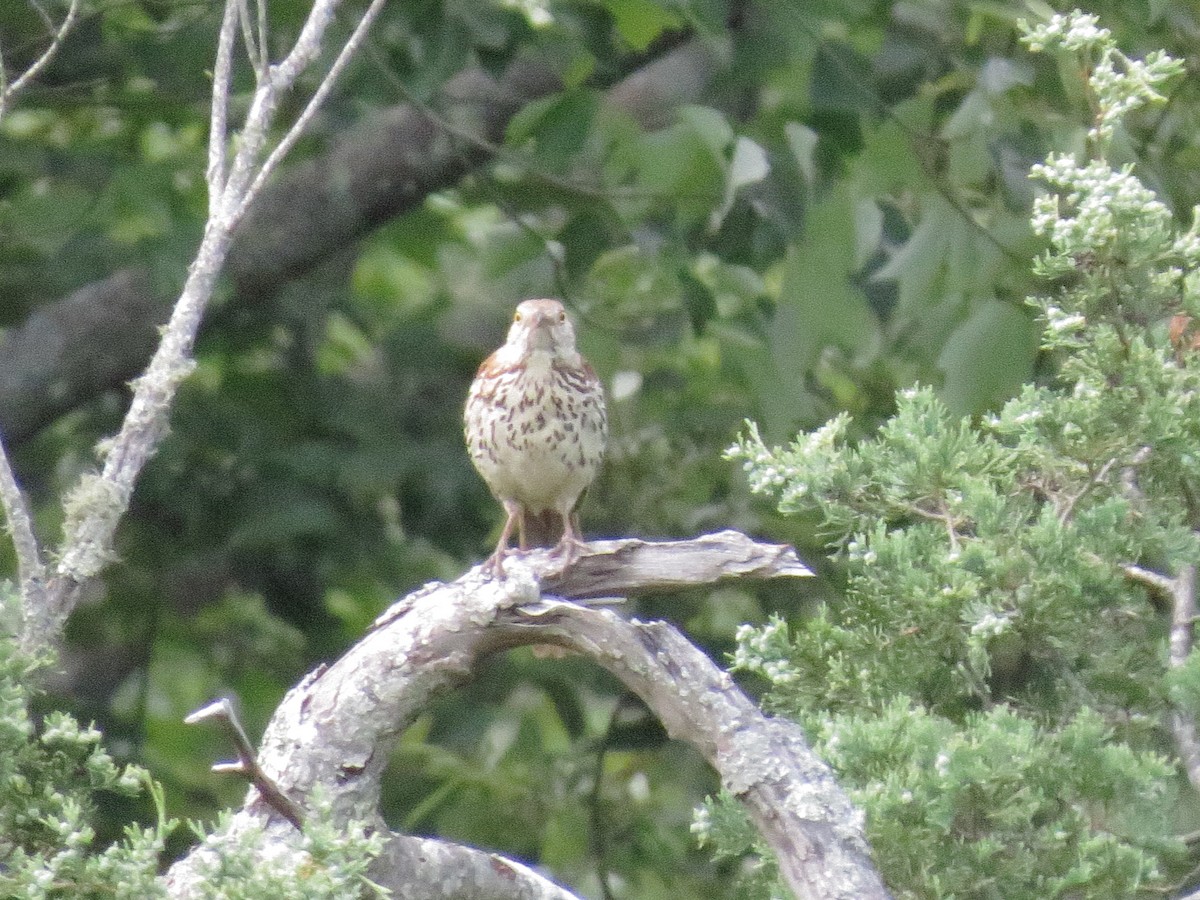 Brown Thrasher - ML641075097