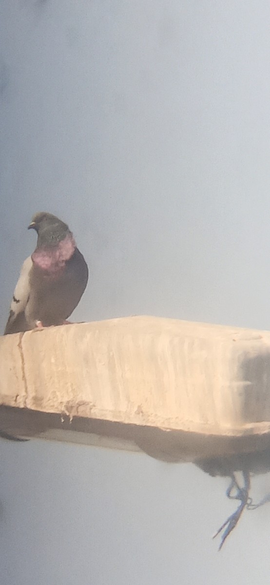 Rock Pigeon (Feral Pigeon) - ML641075162