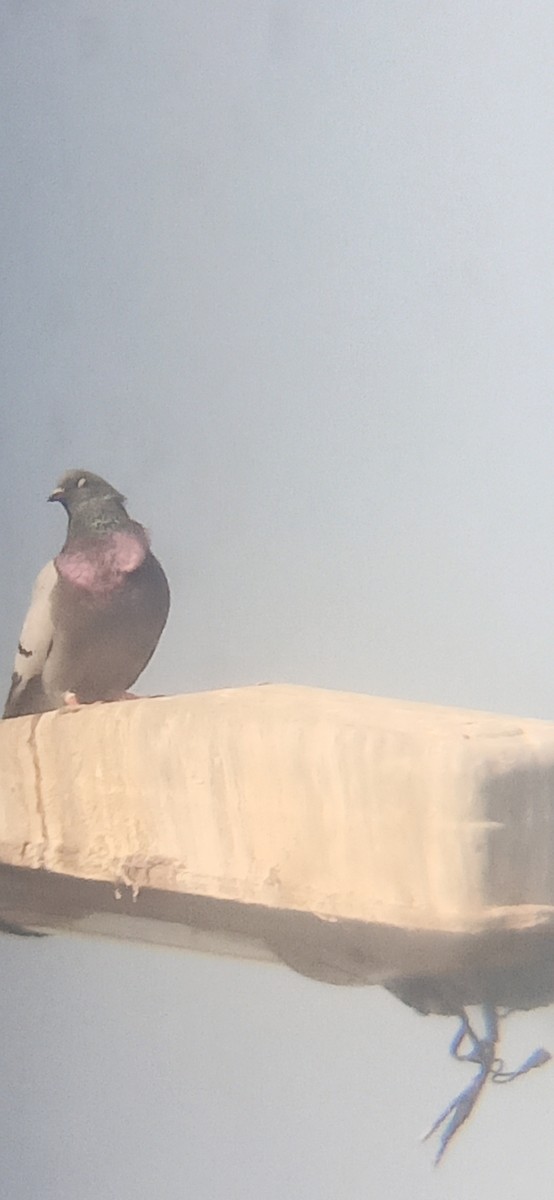 Rock Pigeon (Feral Pigeon) - ML641075163