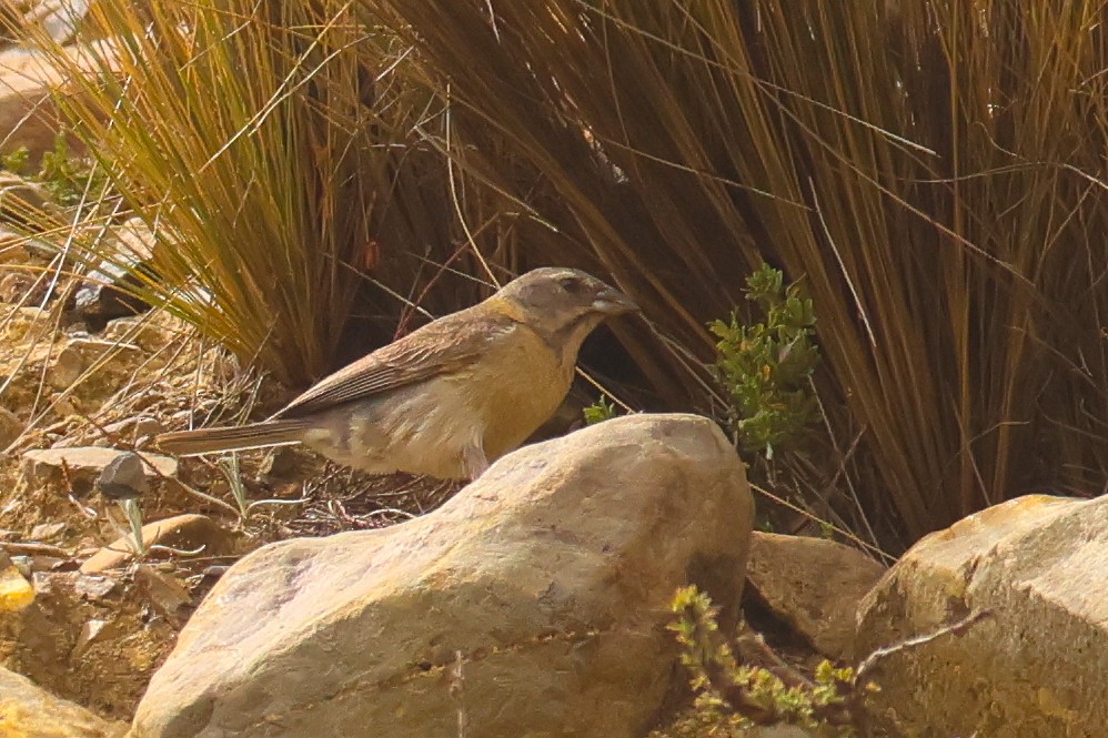 Peruvian Sierra Finch - ML641075175