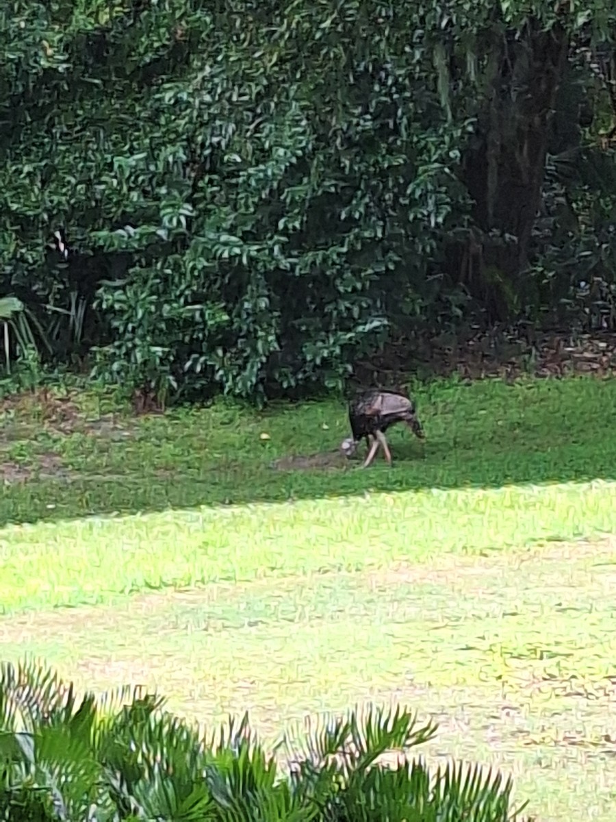 Wild Turkey - ML641075181