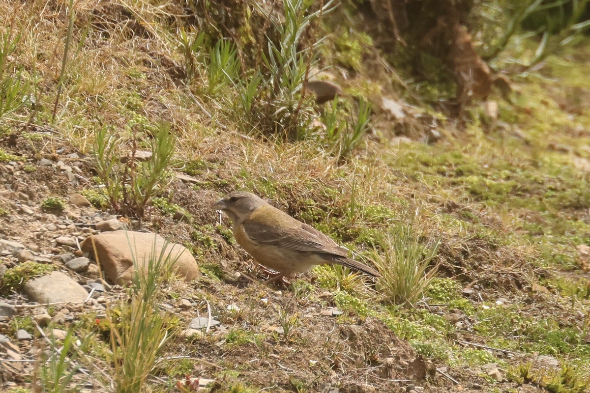 Peruvian Sierra Finch - ML641075184