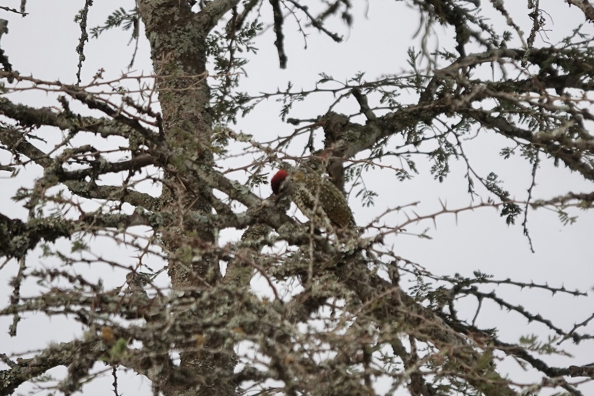 Nubian Woodpecker - ML641075195