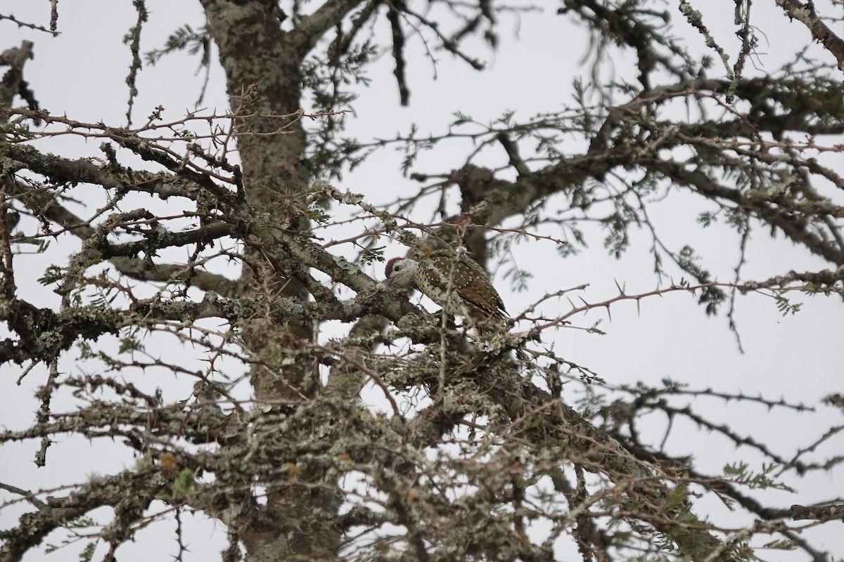 Nubian Woodpecker - ML641075200
