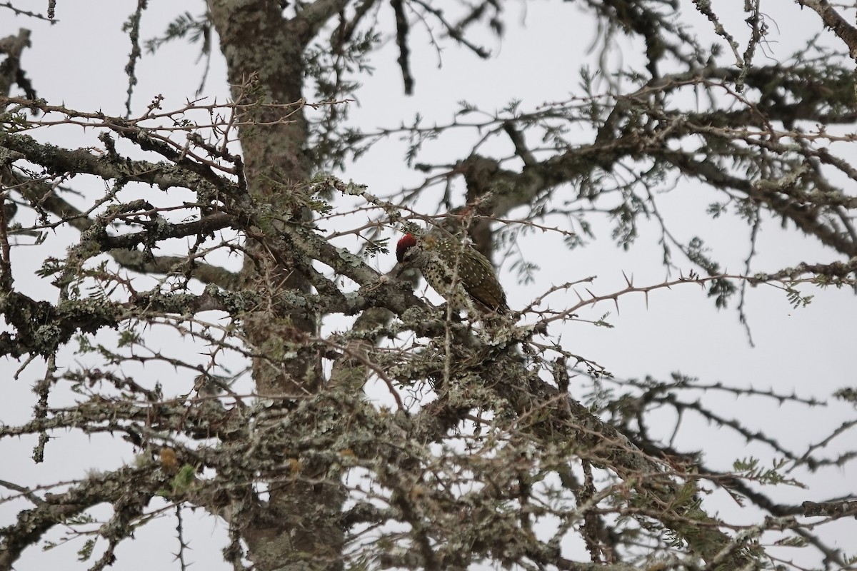 Nubian Woodpecker - ML641075201
