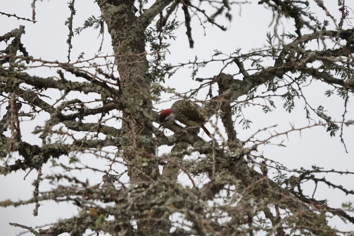 Nubian Woodpecker - ML641075203