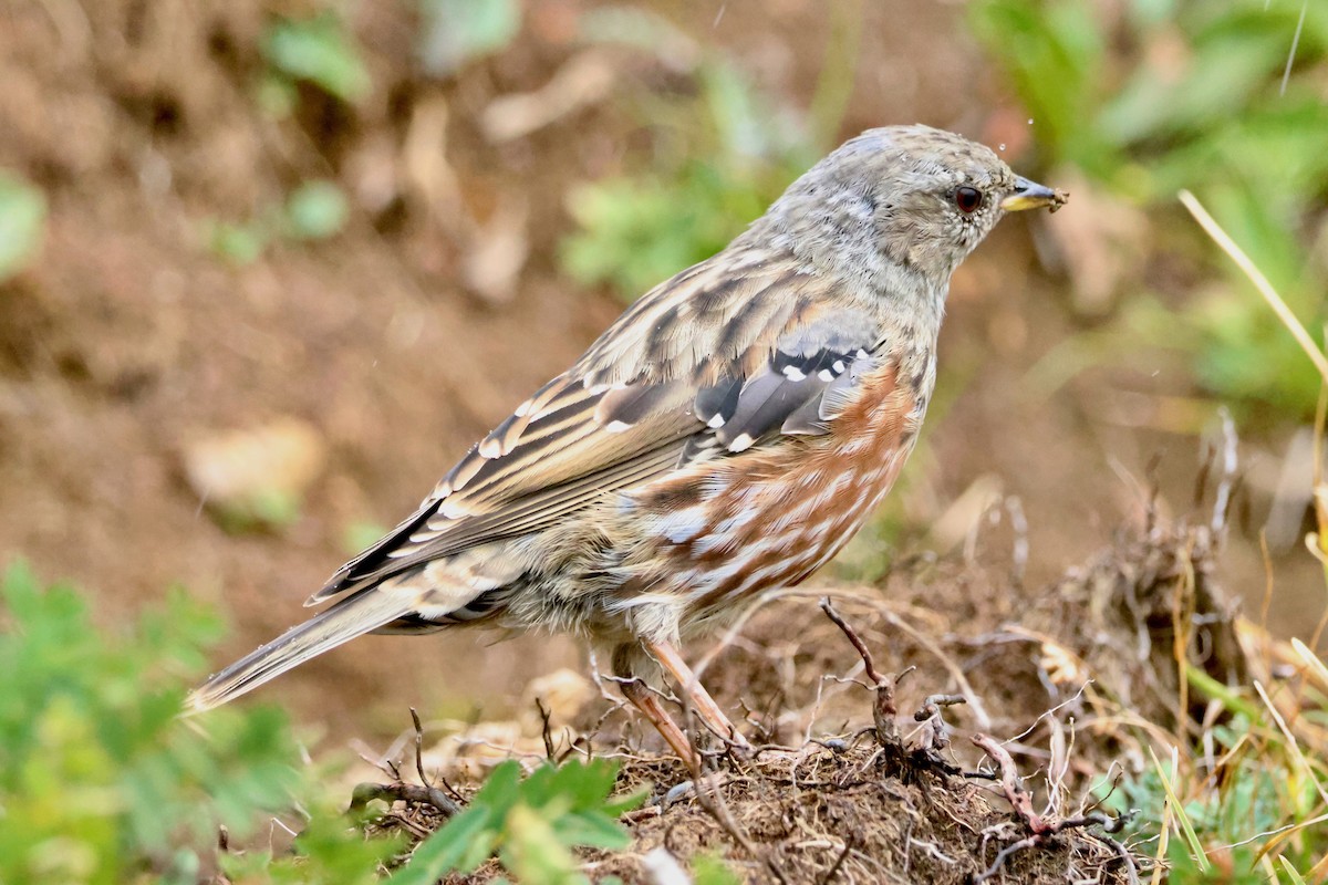 Alpine Accentor - ML641075218