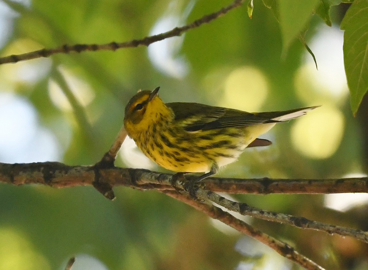 Cape May Warbler - ML641075225