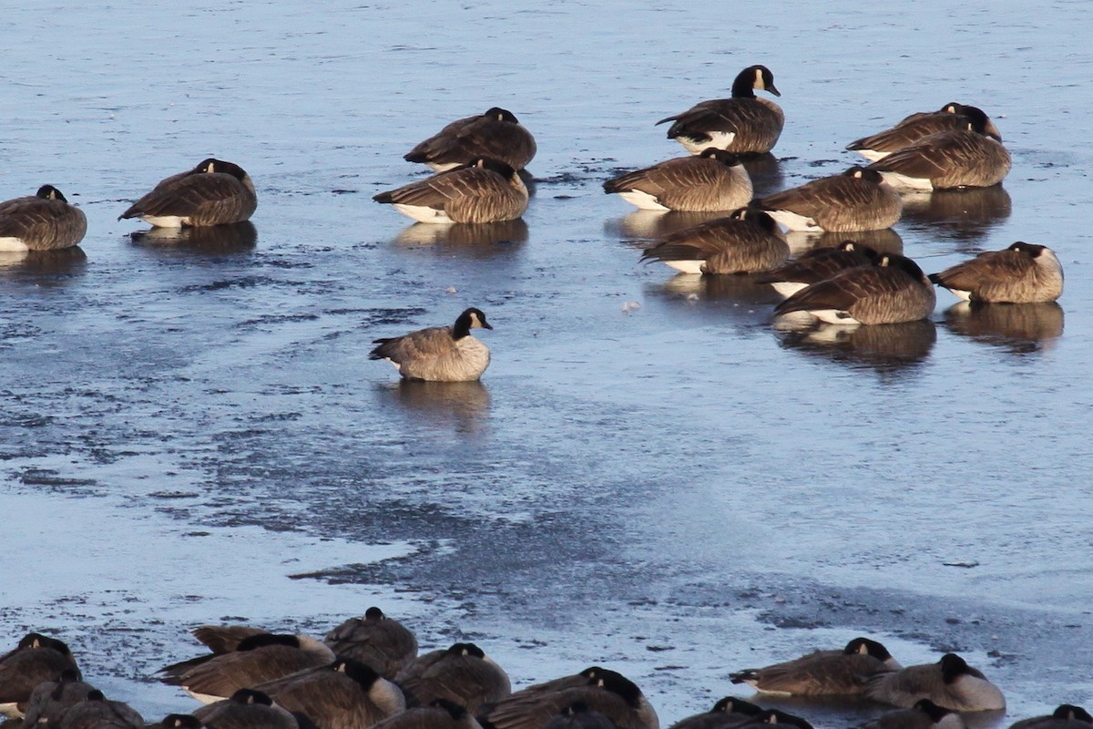 Cackling Goose (Richardson's) - ML641075254