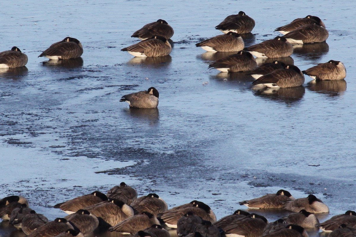 Cackling Goose (Richardson's) - ML641075255