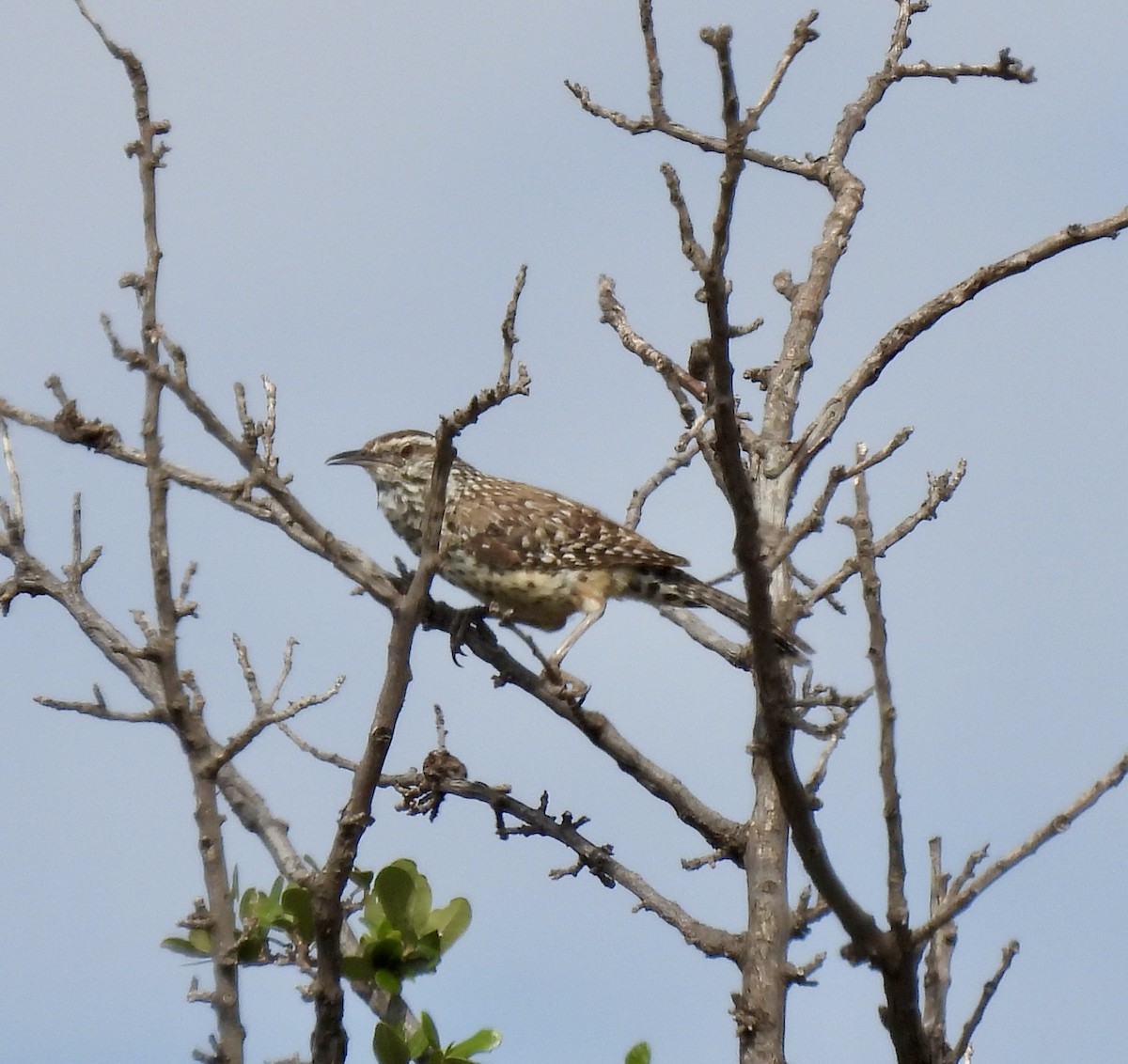 Cactus Wren - ML641075275
