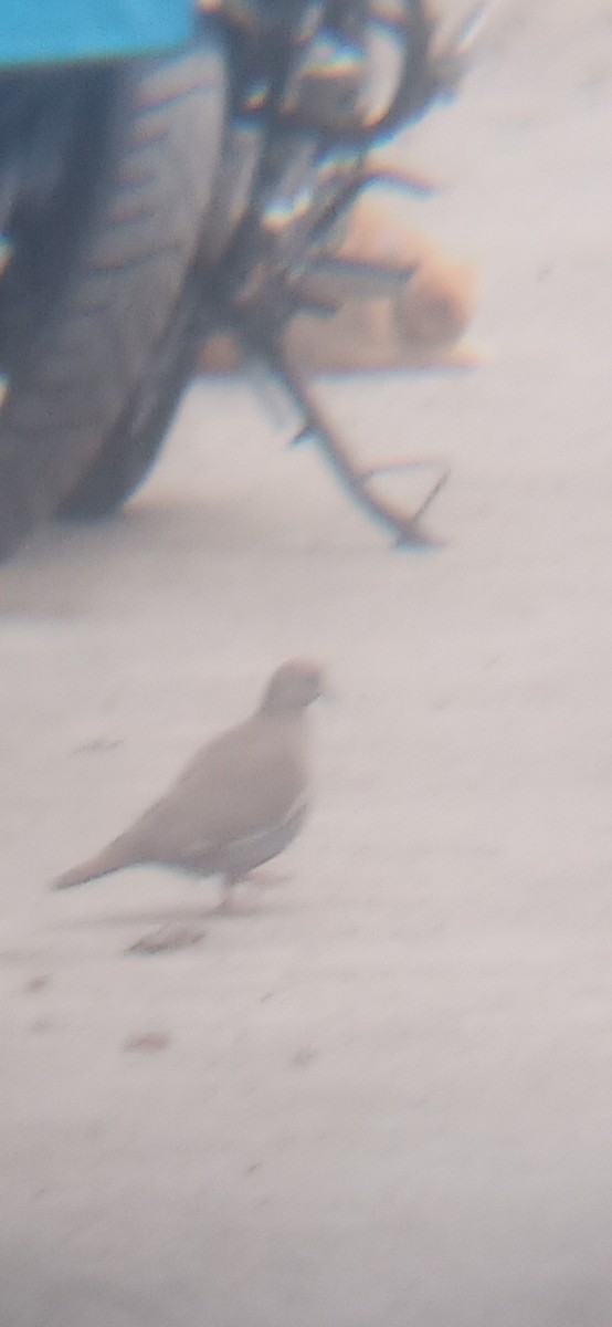 Peru Kumrusu - ML641075276