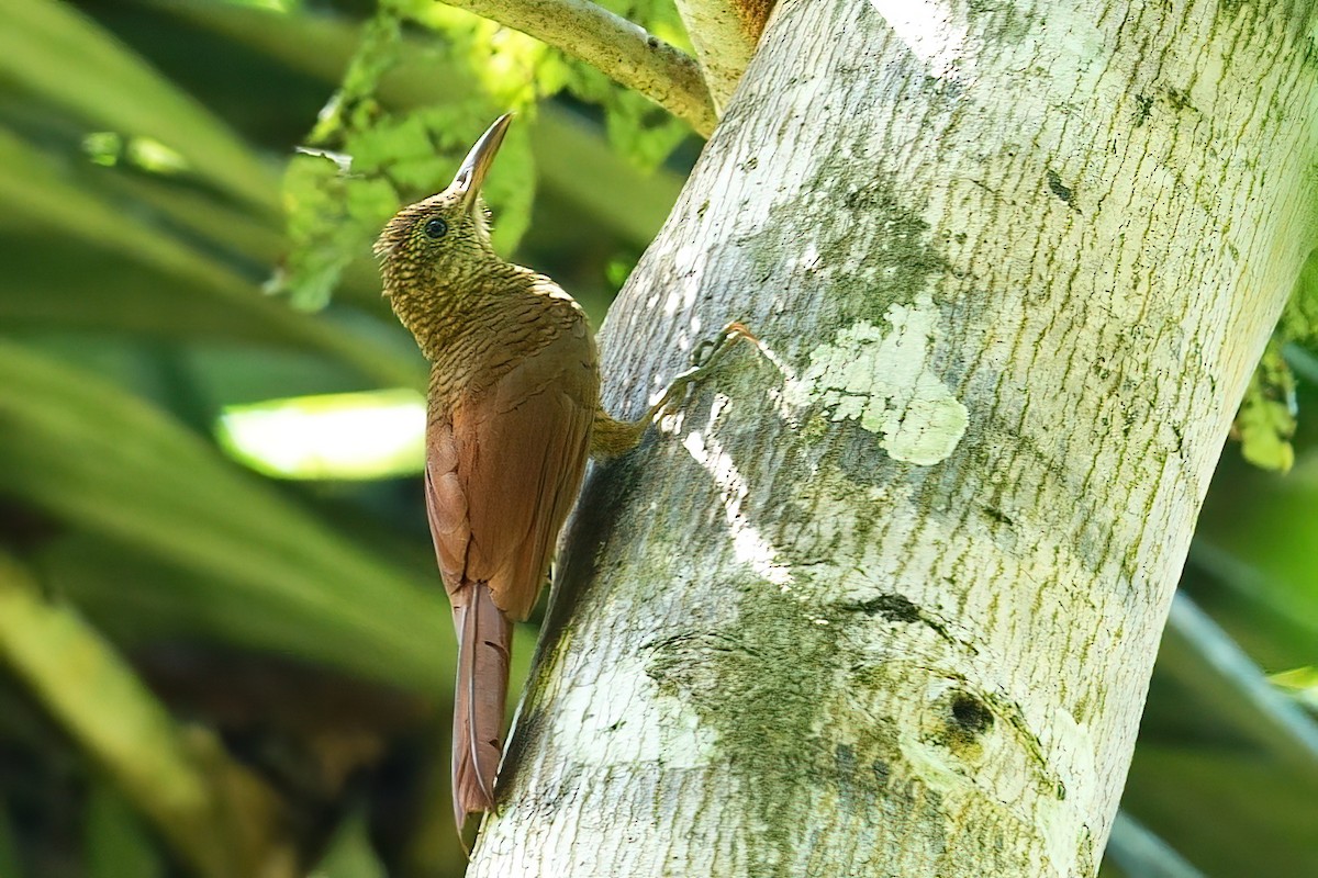 Amazonian Barred-Woodcreeper - ML641075349