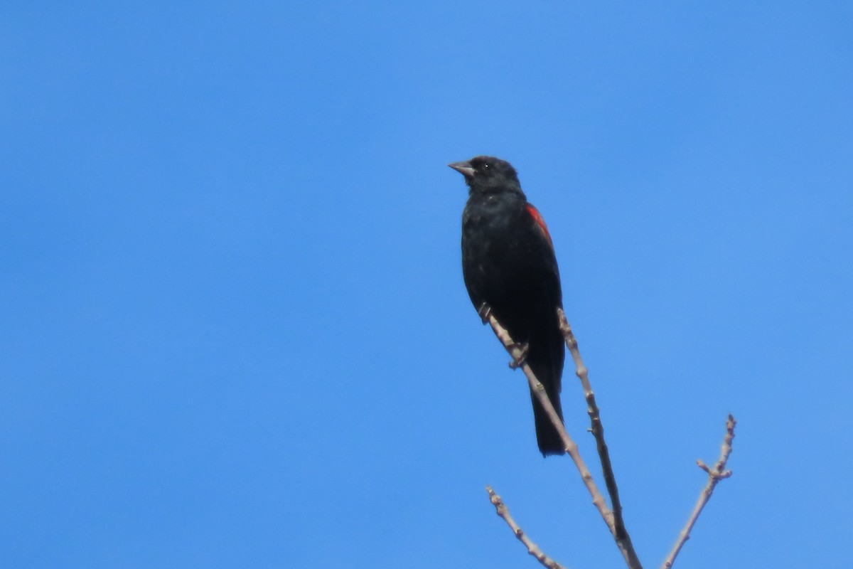 Red-winged Blackbird - ML641075368