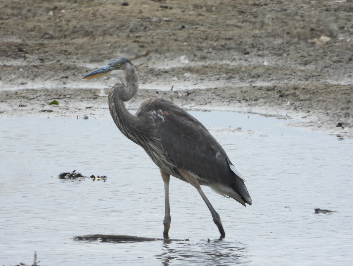 Great Blue Heron - ML641075374