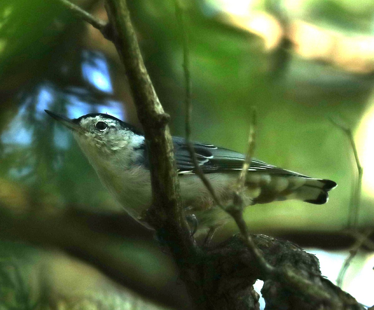 White-breasted Nuthatch - ML641075383