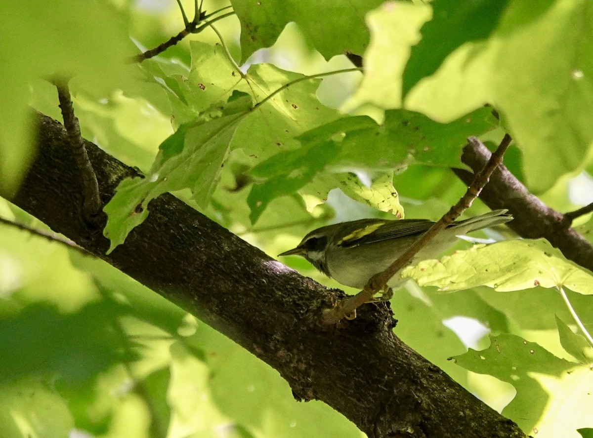 Golden-winged Warbler - ML641075415