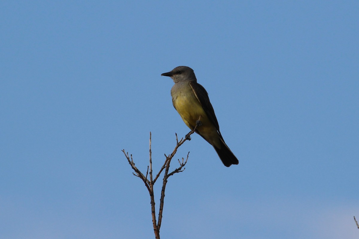 Western Kingbird - ML641075423