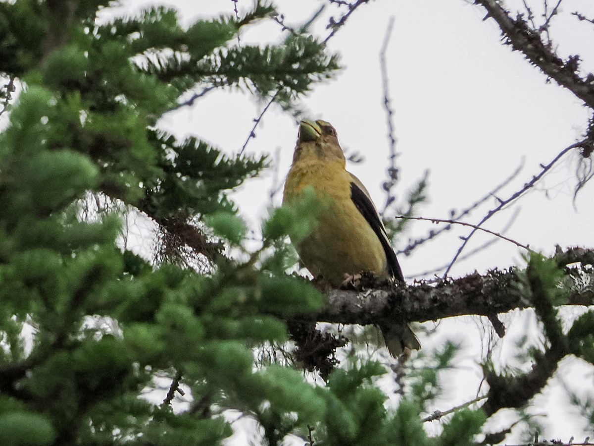 Evening Grosbeak - ML641075470