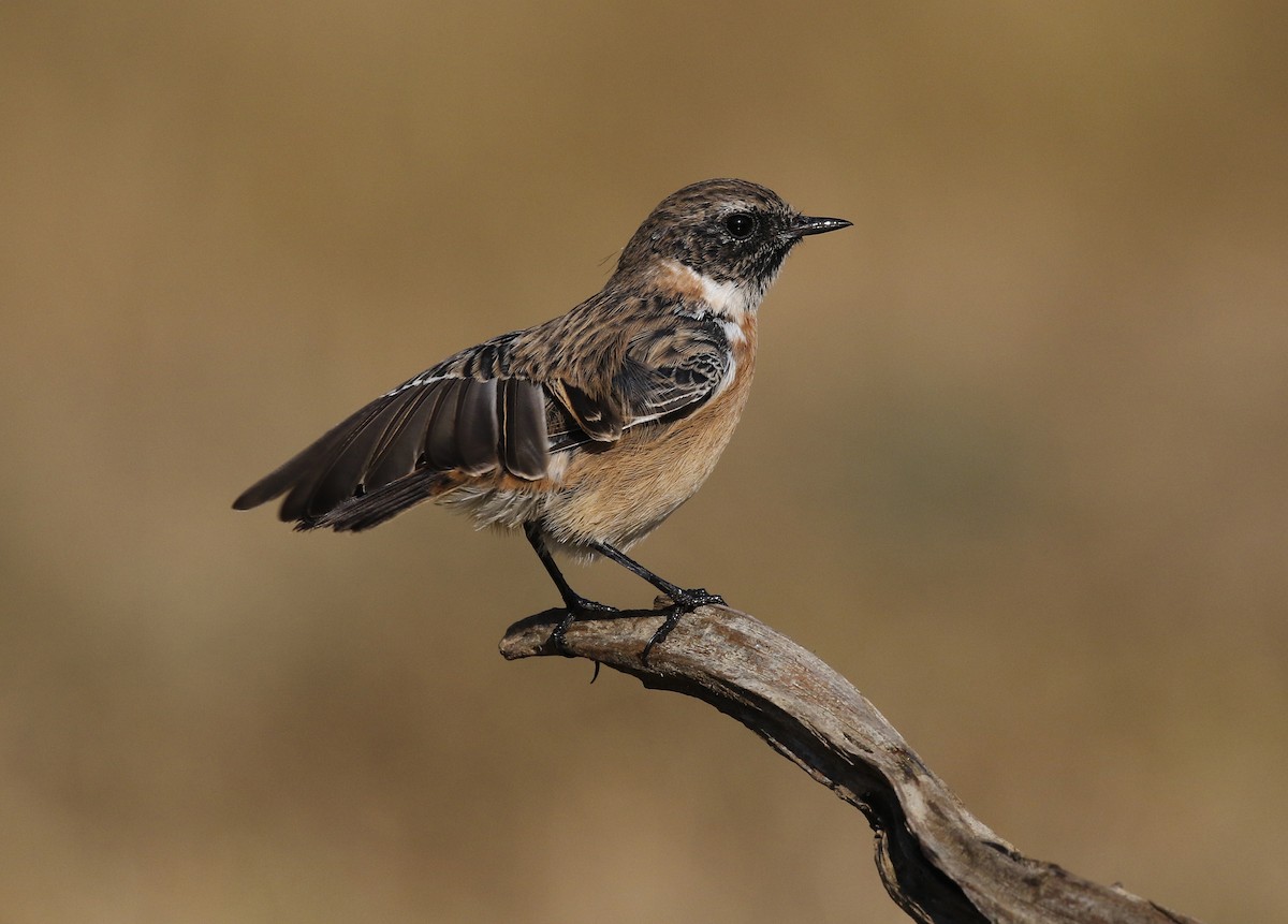 European Stonechat - ML641075471
