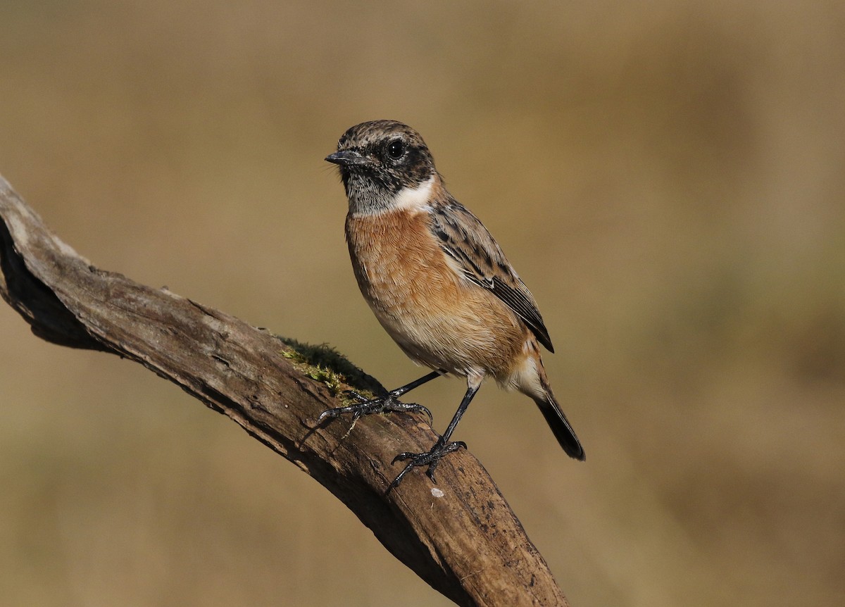 European Stonechat - ML641075480