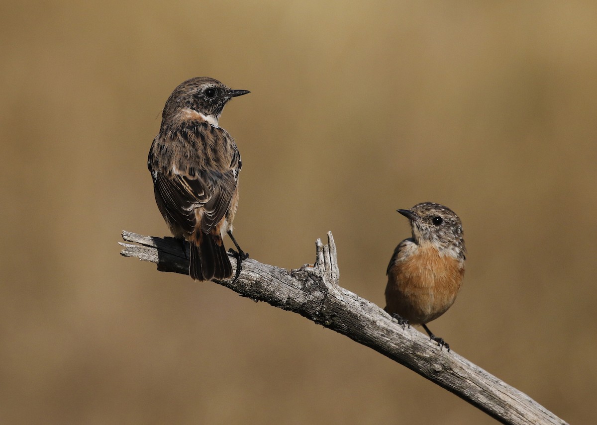 European Stonechat - ML641075494