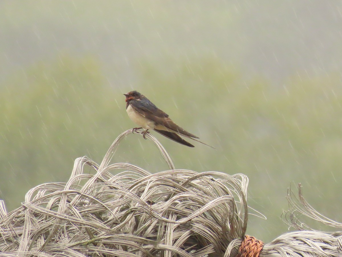 Barn Swallow - ML641075526