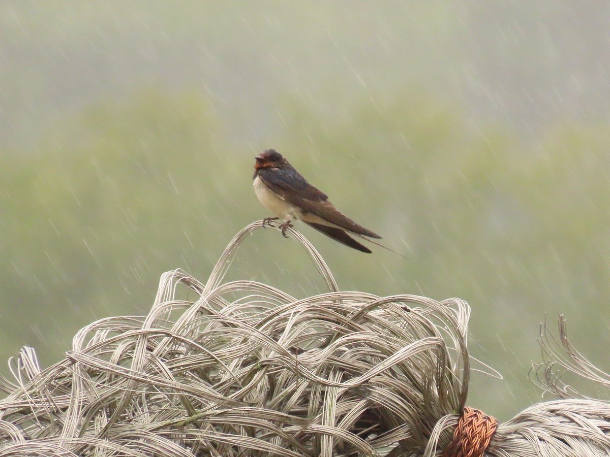 Barn Swallow - ML641075527