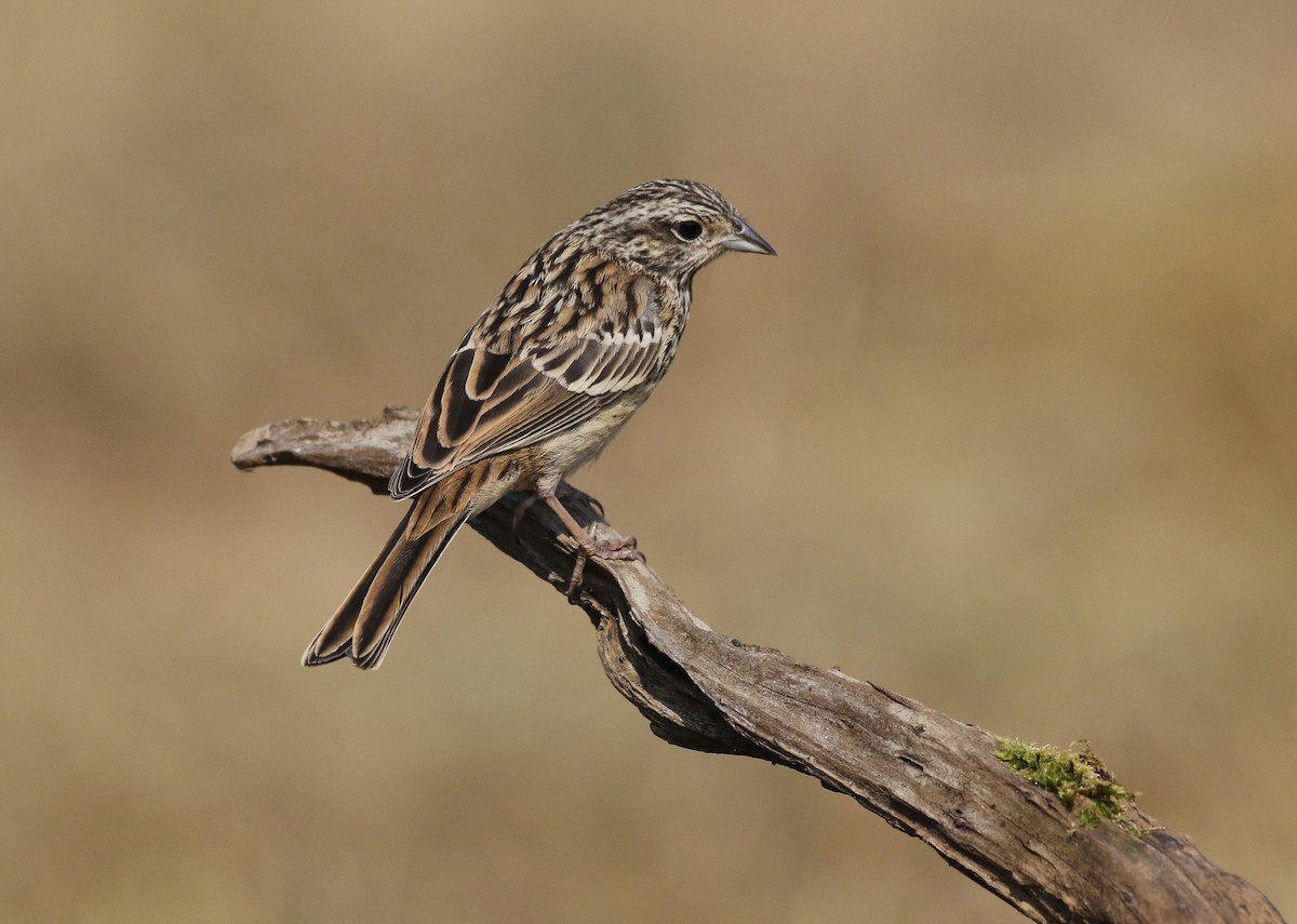 Rock Bunting - ML641075534