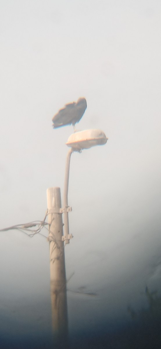 Black Vulture - ML641075586