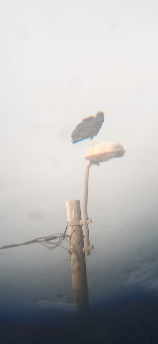 Black Vulture - ML641075588