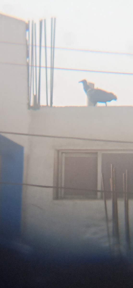 Black Vulture - ML641075589