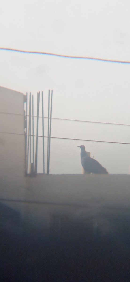 Black Vulture - ML641075591