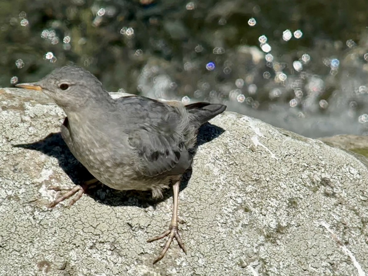American Dipper - ML641075610