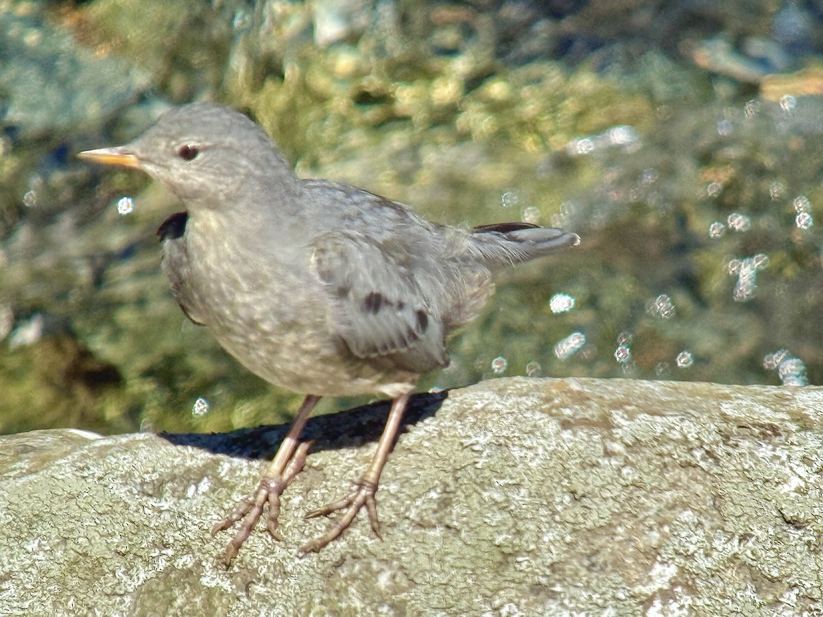 American Dipper - ML641075612