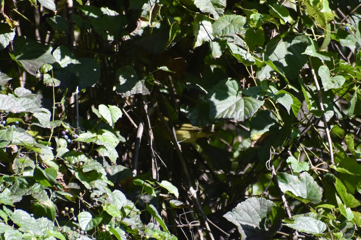 Scarlet Tanager - ML641075629