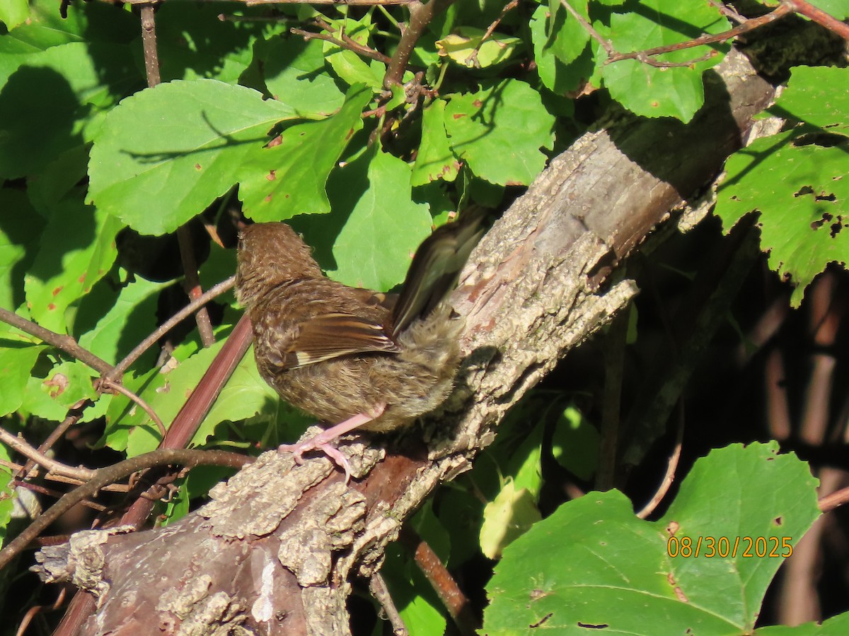 Eastern Towhee - ML641075651