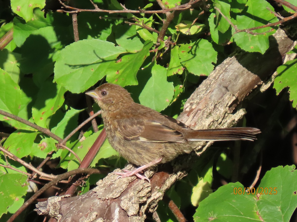 Eastern Towhee - ML641075652