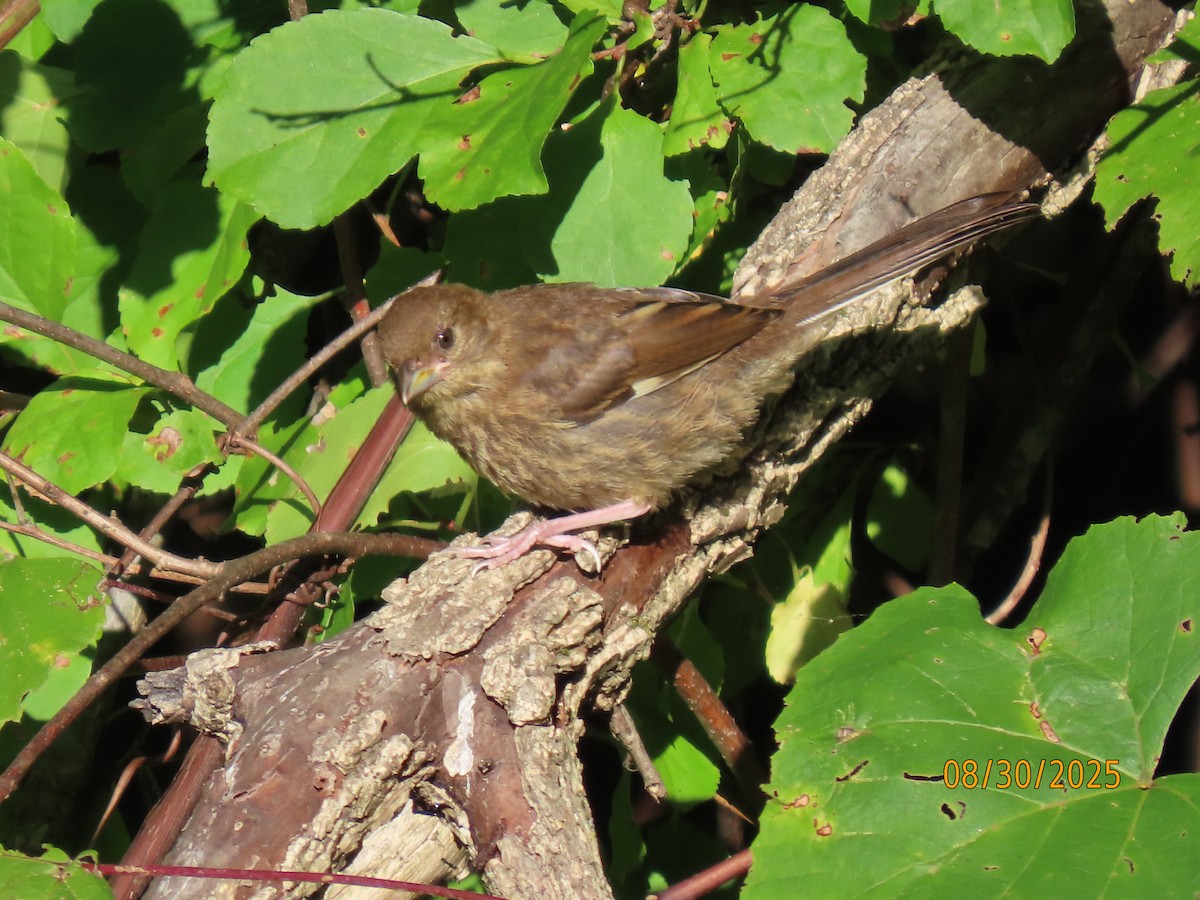 Eastern Towhee - ML641075653