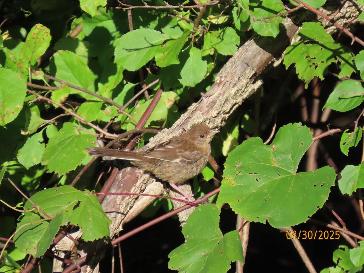 Eastern Towhee - ML641075654