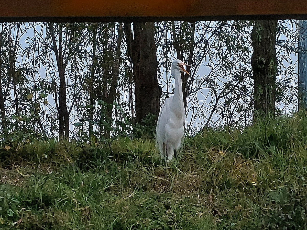 Great Egret - ML641075669