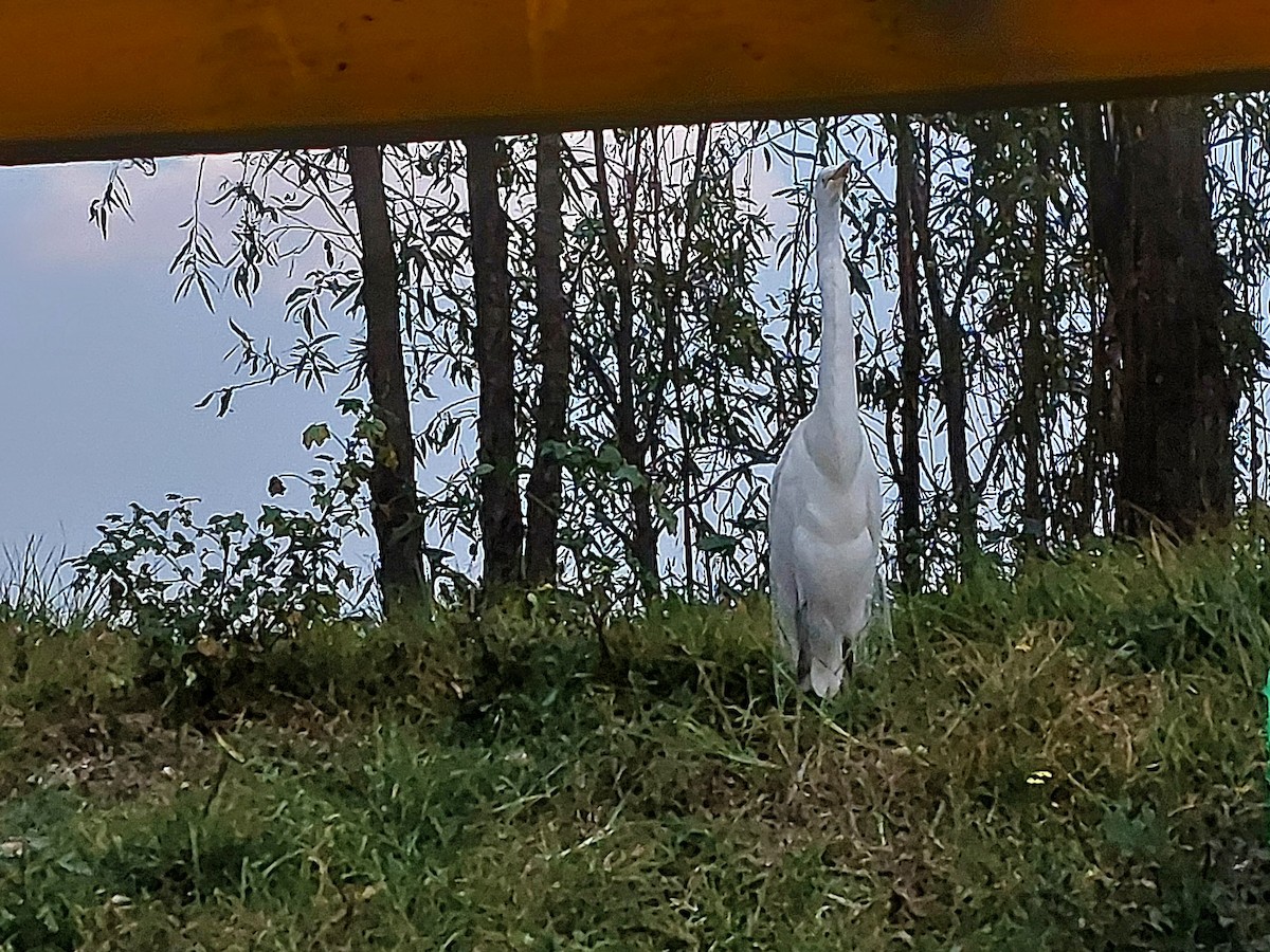 Great Egret - ML641075670