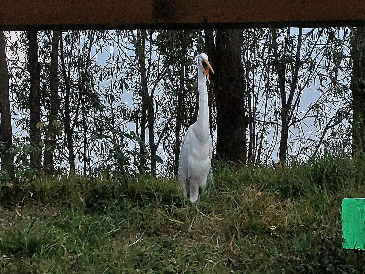 Great Egret - ML641075673