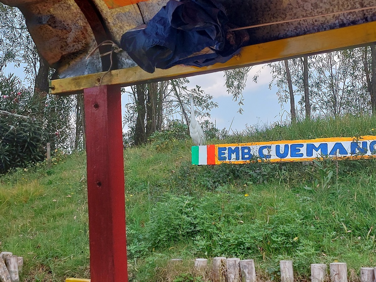 Great Egret - ML641075674