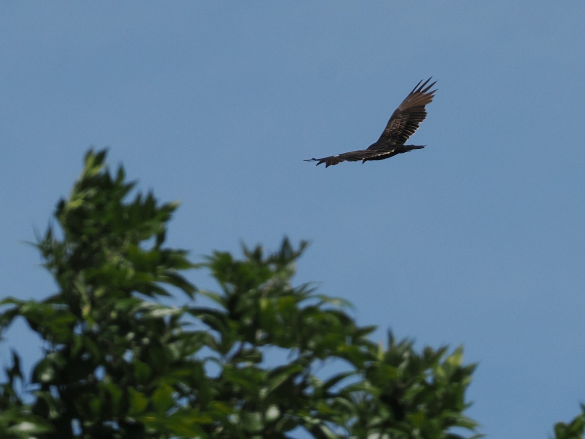 Turkey Vulture - ML641075683